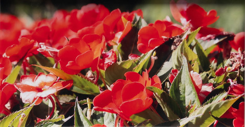 The heart blooms red by Joseph Williams-Salgado